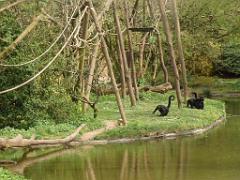 149 BIO PARC DE DOUE LA FONTAINE 7- 2016_000054